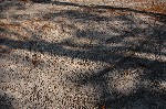 DSC_7057.JPG