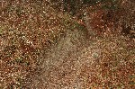 DSC_7067.JPG